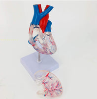 Modelo anatomico de corazon  humano transparente
