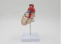 Modelo anatomico de corazon  humano transparente
