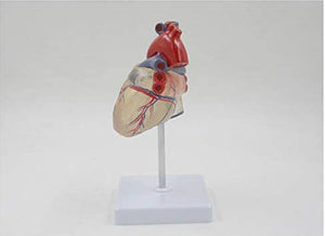 Modelo anatomico de corazon  humano transparente