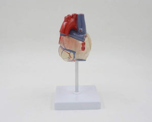 Modelo anatomico de corazon  humano transparente