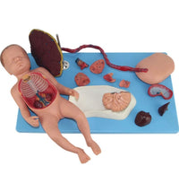 Modelo de Bebe Con Placenta nacimiento parto
