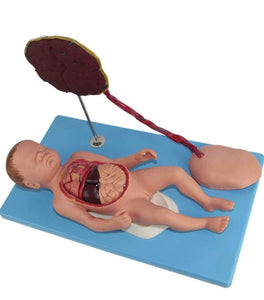 Modelo de Bebe Con Placenta nacimiento parto