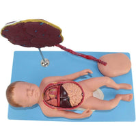 Modelo de Bebe Con Placenta nacimiento parto
