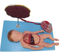 Modelo de Bebe Con Placenta nacimiento parto
