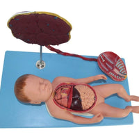 Modelo de Bebe Con Placenta nacimiento parto