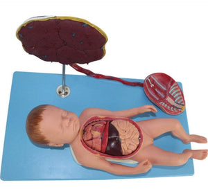 Modelo de Bebe Con Placenta nacimiento parto