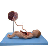 Modelo de Bebe Con Placenta nacimiento parto
