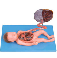 Modelo de Bebe Con Placenta nacimiento parto
