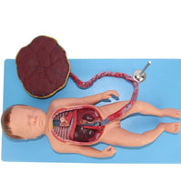 Modelo de Bebe Con Placenta nacimiento parto
