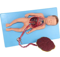 Modelo de Bebe Con Placenta nacimiento parto
