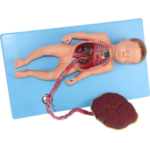 Modelo de Bebe Con Placenta nacimiento parto