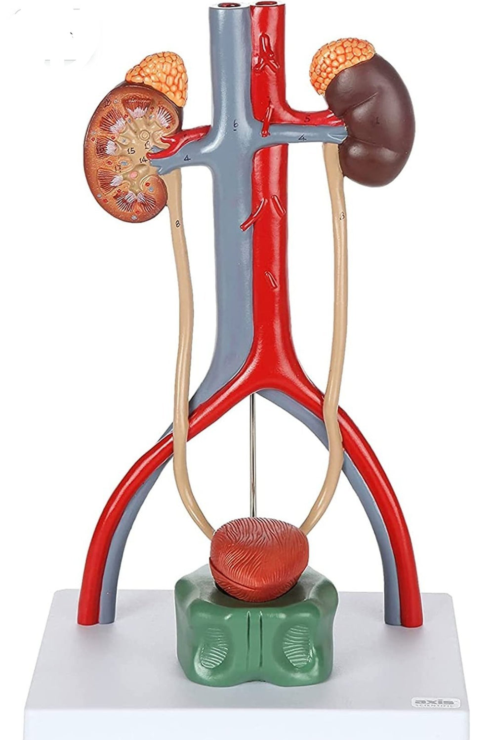 Modelo anatómico Modelo de anatomía científica del Sistema urinario urologia