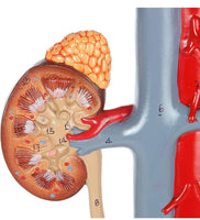 Modelo anatómico Modelo de anatomía científica del Sistema urinario urologia
