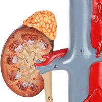 Modelo anatómico Modelo de anatomía científica del Sistema urinario urologia