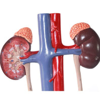 Modelo anatómico Modelo de anatomía científica del Sistema urinario urologia
