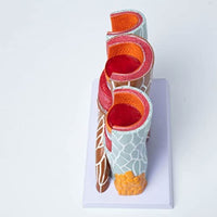  Modelo De Anatomia De Arterias Venas