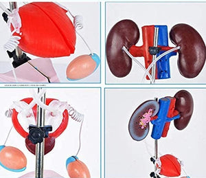 Modelo anatomico Masculino urinario genitourinario desmontable