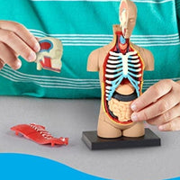 4D Torso Humano