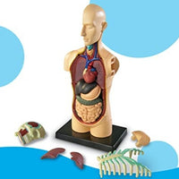 4D Torso Humano