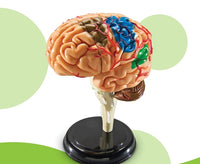 4D Modelo de cerebro
