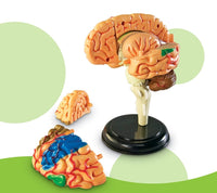 4D Modelo de cerebro
