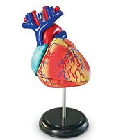 4D Modelo de Corazon
