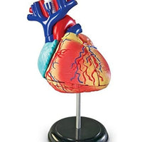 4D Modelo de Corazon