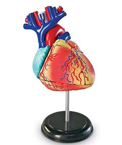 4D Modelo de Corazon