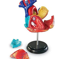 4D Modelo de Corazon