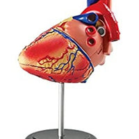 4D Modelo de Corazon