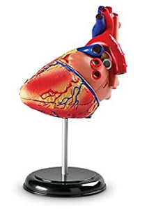 4D Modelo de Corazon