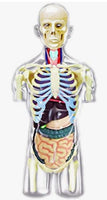 4D Kit modelo transparente anatomia masculino
