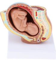 Modelo Anatomico Del Embarazo - Noveno Mes
