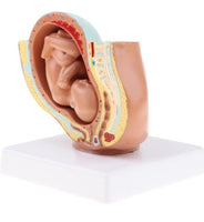 Modelo Anatomico Del Embarazo - Noveno Mes
