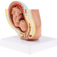 Modelo Anatomico Del Embarazo - Noveno Mes