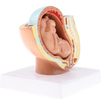 Modelo Anatomico Del Embarazo - Noveno Mes
