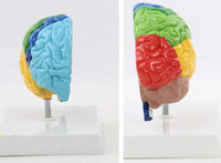 Modelo cerebro area funcional colores
