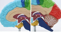 Modelo cerebro area funcional colores
