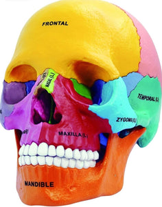 Craneo colorido 4D 17 piezas desmontable