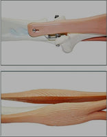 Modelo de articulacion del Codo brazo muscular articulaciones
