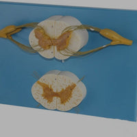 Modelo Medula Nervio Cordon Espinal