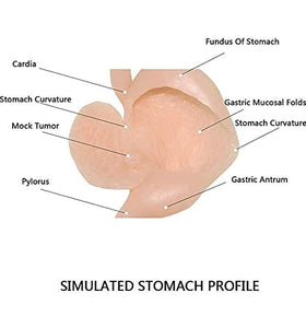 Modelo simulador laparoscopia de entrenamiento endoscopio estomago de cirugia gastroscopica