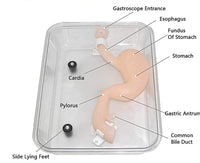 Modelo simulador laparoscopia de entrenamiento endoscopio estomago de cirugia gastroscopica
