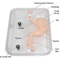 Modelo simulador laparoscopia de entrenamiento endoscopio estomago de cirugia gastroscopica