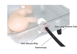 Modelo simulador laparoscopia de entrenamiento endoscopio estomago de cirugia gastroscopica