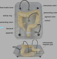 Simulador de colonoscopia Entrenamiento laparoscopia colon
