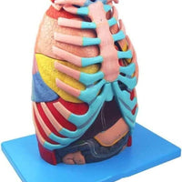 Modelo de Torax