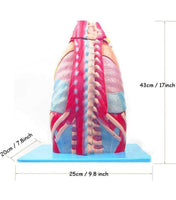 Modelo anatomico de cavidad toraxica torax desmontable - Alta Simulacion
