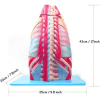 Modelo anatomico de cavidad toraxica torax desmontable - Alta Simulacion