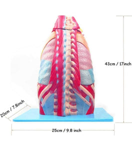 Modelo anatomico de cavidad toraxica torax desmontable - Alta Simulacion